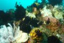blkfrogfish3-12-2.JPG