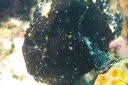blkfrogfish3-12.JPG
