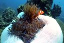 clownfish-1.jpg