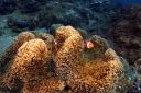 Filename=clownfishes.jpg
Filesize=2451KiB
Dimensions=5000x3333
Date added=Mar 26, 2026 clownfishes.jpg