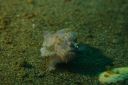 frogfish3-15-26-1.JPG