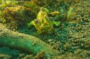 frogfish3-18-26-30.JPG