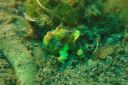 frogfish3-19-26-4.JPG