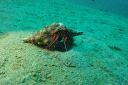 hermitcrab3-15-2.JPG