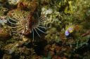 lionfish3-12-1.JPG