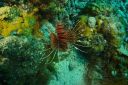 lionfish3-22-26-1.JPG