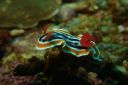 nudi3-14-26-8.JPG
