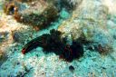 nudibranch-1.jpg