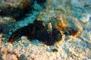 nudibranch-7.jpg