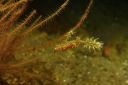 pipefish3-15.JPG