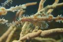 pipefish3-21-26-1.JPG