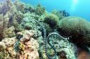 sea_snake-1.jpg