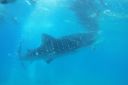 whaleshark2.JPG