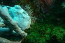 whitefrogfish3-12-26-1.JPG