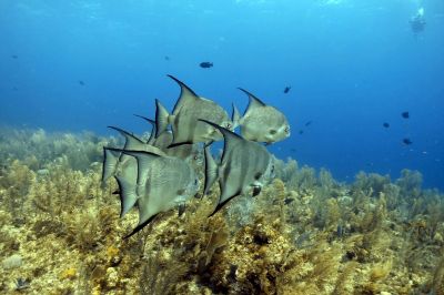 alanticspadefish.JPG