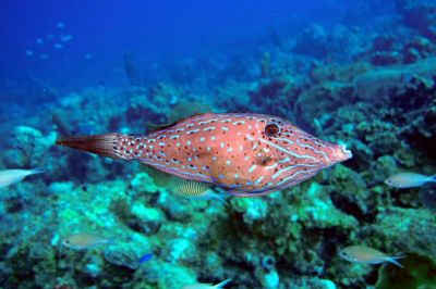 FileFish.JPG